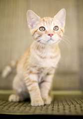 A cute orange tabby domestic shorthair kitten