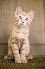 Fototapeta na wymiar A cute orange tabby domestic shorthair kitten