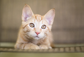 A cute orange tabby domestic shorthair kitten