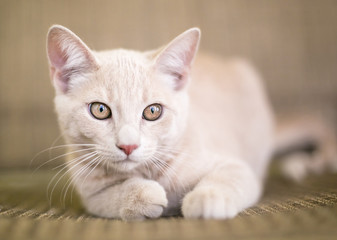 A cute buff tabby domestic shorthair kitten