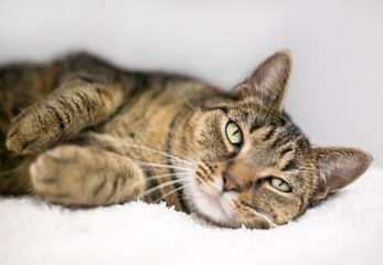 A lazy domestic shorthair tabby cat relaxing on a white blanket