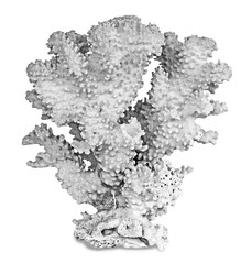 coral isolated on white background © Dmitry