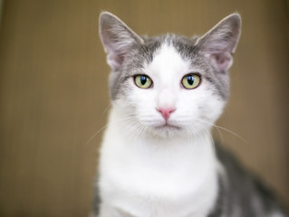 A gray and white domestic shorthair cat