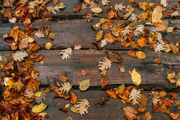  Autumn background, autumn leaves on a wet board, texture of a raw board