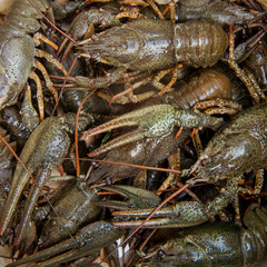 Lots of live crawfish