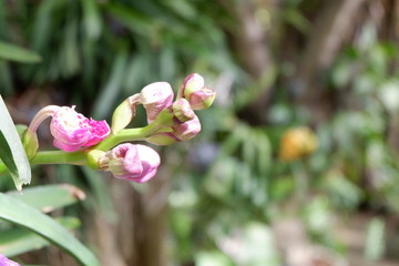 orchid in garden