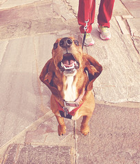 cute basset hound jumping at the camera
