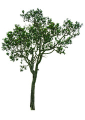 Fototapeta na wymiar The Isolated Dipterocarpus Alatus, tropical forest tree from white background with clipping path. Ready for use.