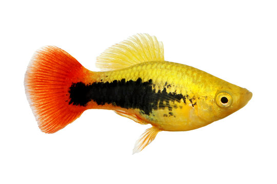 Sunburst tuxedo platy male Xiphophorus variatus tropical aquarium fish 