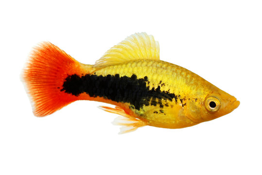 Sunburst tuxedo platy male Xiphophorus variatus tropical aquarium fish 