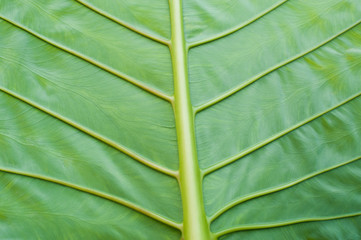 Natural background texture of green leaf