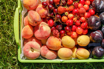 Basket with various fruits (peaches, apricots, plums, cherries) on green lawn. Outdoor summer picnic on the green grass at the sunny day.