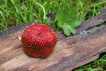 Ripe organic strawberries