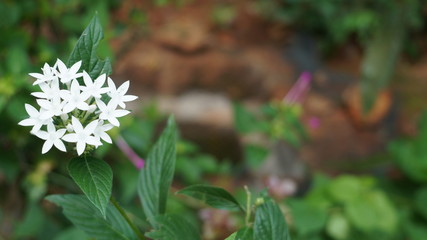 FLOWERS