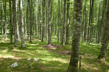 Obraz premium all'ombra di una grande foresta, nel fresco delle montagne