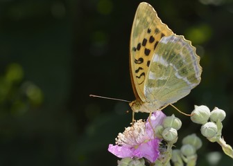 Silver-washed Fritillary - Argynnis paphia, Greece 