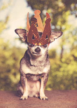 cute chihuahua with a big paper crown on his head © annette shaff