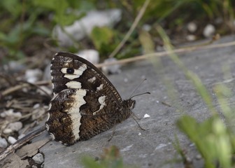 Great Banded Grayling (Brintesia circe), Greece 