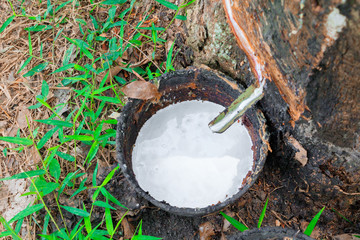 Close up latex in bowl and rubber tree  garden with copy space add text