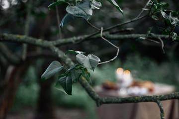 green leaves on tree branch with blurred table on background in garden