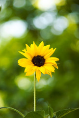 Yellow Sunflower Against Green Background