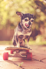 cute little chihuahua riding on a skateboard on a path in a park