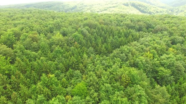 Aerial top view of summer green trees in forest in rural Europe. Drone footage.