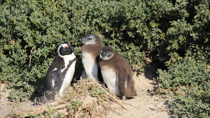 Fototapeta premium Penguin Living In Natural Freedom And Easy Way Of Life In South Africa