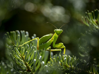 A small child Praying Mantis or Mantis Religiosa in a natural habitat under natural light. It sits looking at the camera, on the branches of Abies koreana 'Silberlocke'