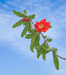 Pomegranate branch with flower