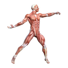 3D Rendering Male Anatomy Figure on White
