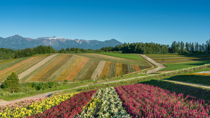 Fototapeta na wymiar Panoramic photography of multicolor flower meadows in line of Shikisai-no-oka Farm in Bie