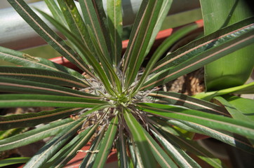 Young Madagascar palm
