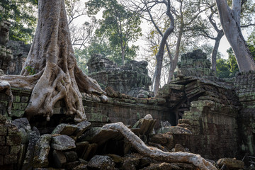Kambodscha - Angkor - Ta Prohm