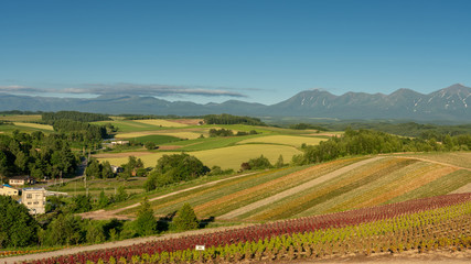 Multicolor-strip flower meadows  of Shikisai-no-oka hill in Biei, Hokkaido, Japan