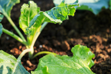 water drops on leaf green in darden