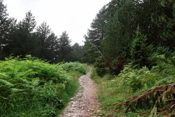 Fototapeta premium Wanderweg durch den Nationalpark von Kosovo, Prizren, rund um das Gebiet von Prevalla