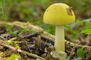 Amanita phalloides, deathcap