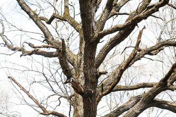 Fototapeta na wymiar The trunk and branches of the old huge oak tree without leaves.