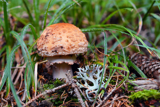 Amanita rubescens mushroom