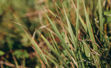 vegetation green leaves dawn dew rays sun