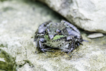 American green frog on gray rocks