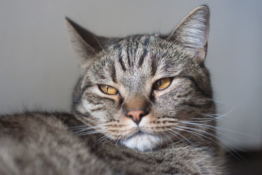 The bored gray cat lies and looks contemptuously to the side. The cat got it, they bother him, he is unhappy. Tired gray cat.