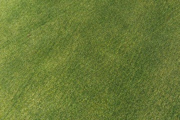 green grass texture, closeup view