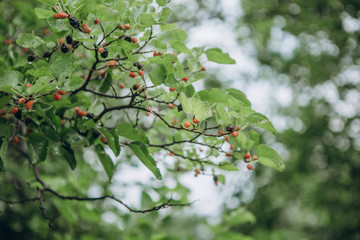 vegetation green leaves dawn dew rays berries