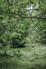 vegetation green leaves dawn dew rays sun