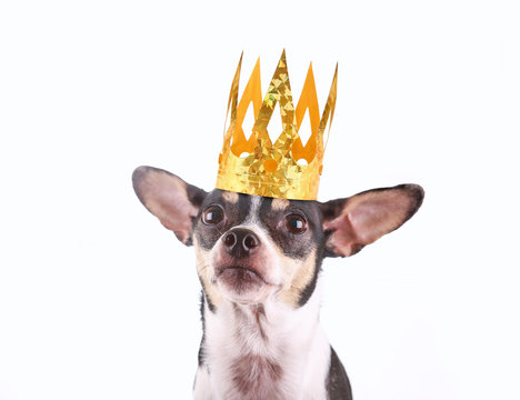 cute chihuahua rat terrier mix with a gold paper crown on isolated on a white background