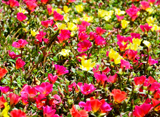 Portulaca oleracea (Verdolaga, Pigweed, Little hogweed, Red root, Pursley) pink and yellow flowers in the garden as a background.
Selective focus.