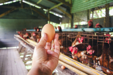 Obraz premium Eggs Chickens In the hands of the farmer hens in cages industrial Indoors farm