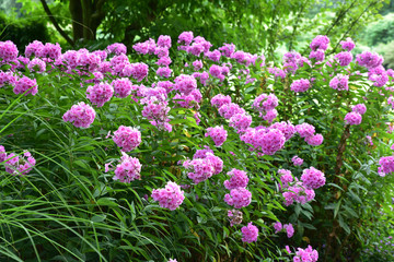 Phlox rose au jardin
